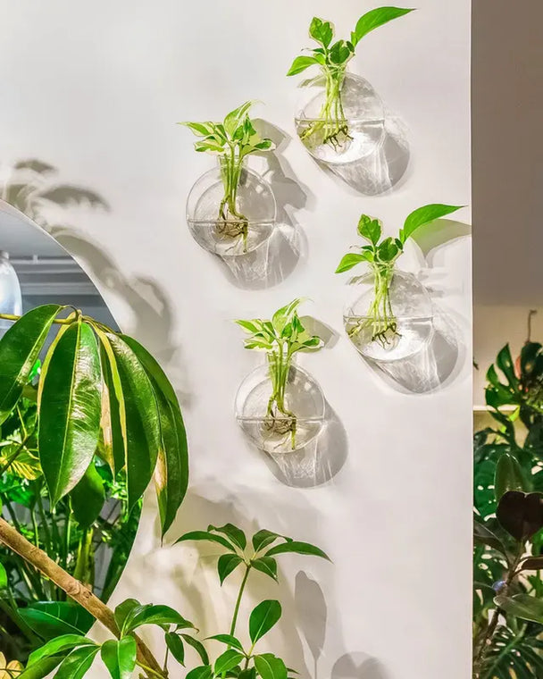 "Transform your space with these 4PCS Wall Hanging Glass Plant Terrariums - ideal for propagating plants and adding a touch of elegance to your home, garden, or wedding decor! 🌿💫 #PlantDecor #HomeGarden #Terrariums"